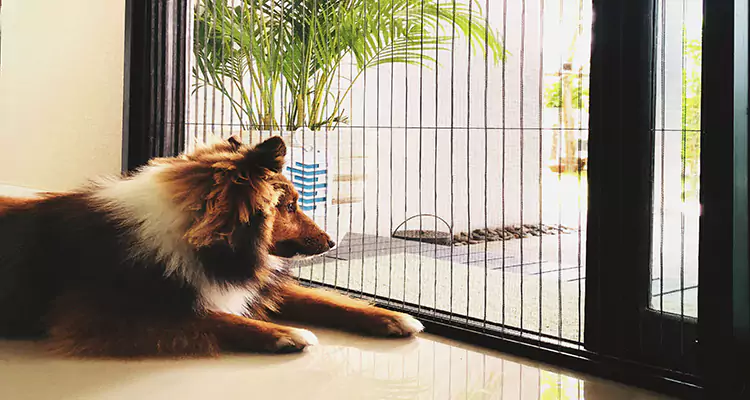 Sliding Screen Pet Door Repair in Lake Worth, FL
