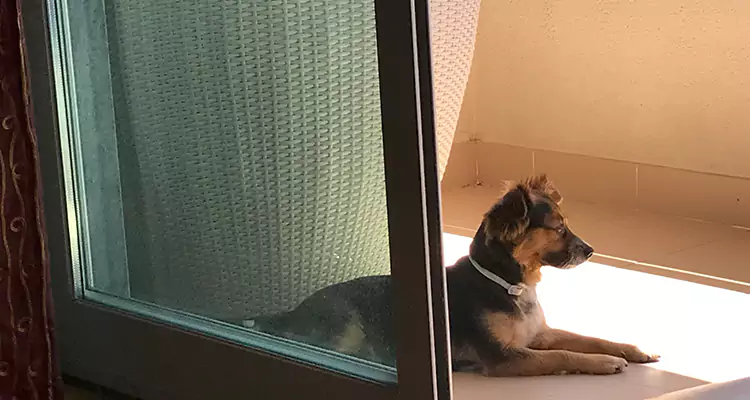 French Door Pet Screen Repair in Lake Worth, FL